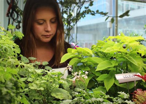 Horticultural Therapy Shedding Light On The Healing Power Of Plants