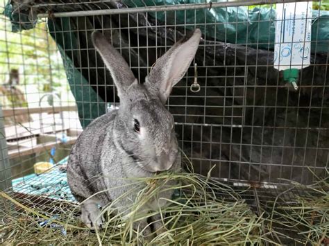 raising meat rabbits breeds feed housing a farm girl in the making