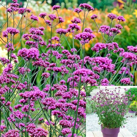 10 Drought Tolerant Plants To Beat The Summer Heat Gardening Tips