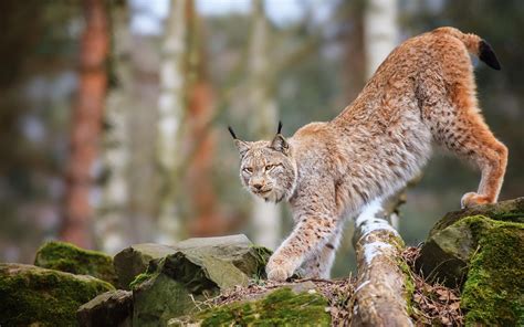 Free Download Hd Wallpaper Animals Cats Lynx Trees Forest Wildlife