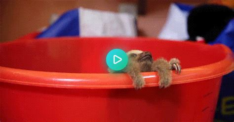 meet hope a rescued sloth from the sloth sanctuary of costa rica on imgur