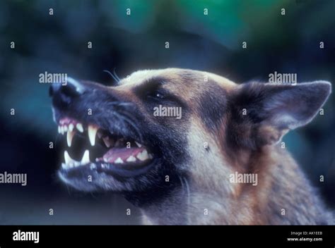 German Shepherd Guard Dog Growling Stock Photo Alamy
