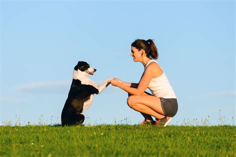 Training Basics For Adult Dogs Where To Start