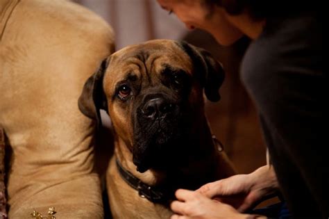 12 Reasons Why You Should Never Own Mastiffs