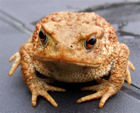 Toad Free Stock Photo Public Domain Pictures