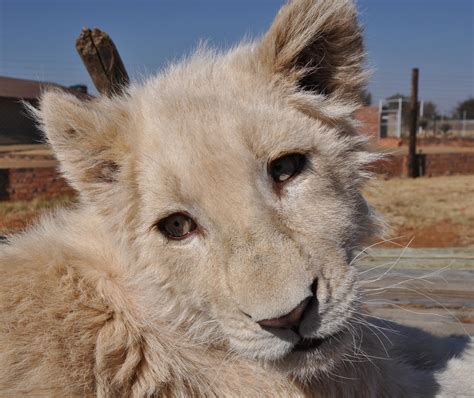 White Lion Cub Stock By Kridah Stock On Deviantart