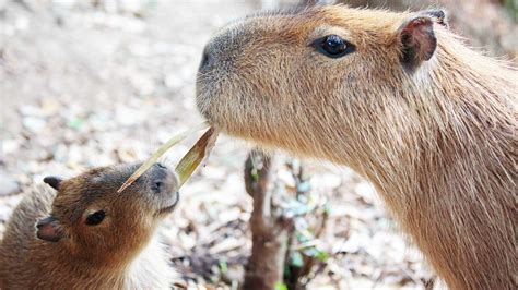 Capybara South American Mammals Auckland Zoo