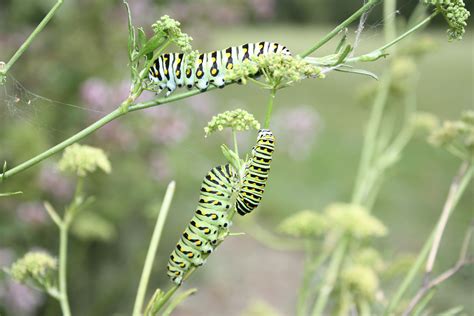 Swallowtail Butterfly Caterpillar Munching On Parsley Plant Leaves