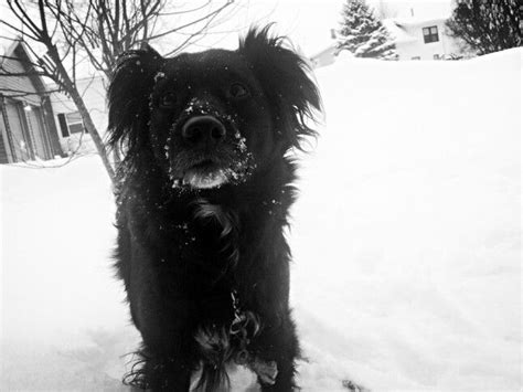 Check spelling or type a new query. Border collie and golden retriever mix. My baby.