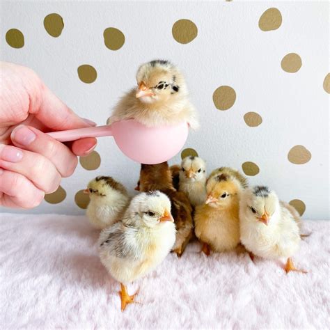Our Serama Baby Chicks - Live Sweet