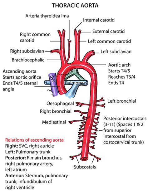 Instant Anatomy Thorax Vessels Arteries Ascending Aorta