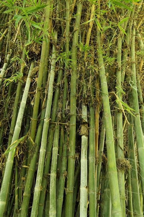 Green Bamboo Tree Texture Stock Photo Image Of Growth 32963848