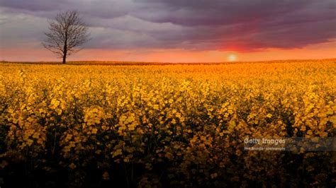 Nick Brundle Photography Posted A Photo Sunset With A Lone Tree