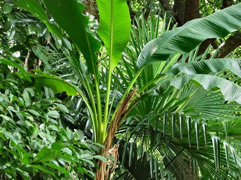 Leaves Free Stock Photo Tropical Plants 191