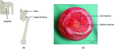 Red bone marrow refers to the red colored tissue where there are reticular networks that are critical in the production and development of blood cells. 19.3 T Lymphocytes and Cellular Immunity - Microbiology ...
