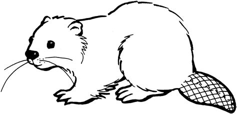 You can print and enjoy this beaver coloring page for kids while you watch the beaver bible object lesson for kids video to learn more about the way god designed these incredible animals. Free Beaver Coloring Pages