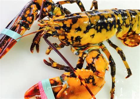 A Rare Blue Lobster Was Caught Off The Coast Of Cape Cod