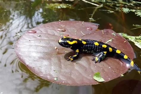 Types Of Salamanders In Minnesota With Pictures The Critter Hideout