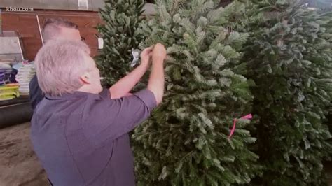 Still Looking For The Perfect Christmas Tree Tips On How To Pick A