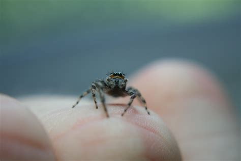 Spiders In Indiana Species And Pictures
