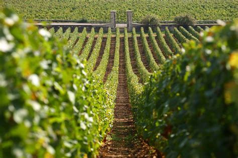 Burgundy Wine Tours Wine Tasting Holidays In Burgundy Smoothred