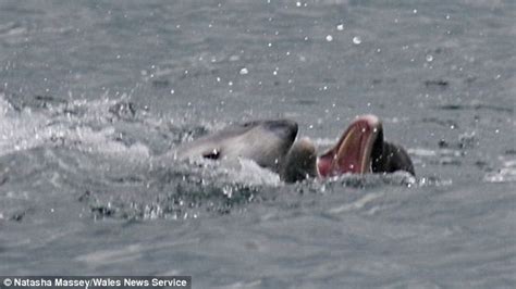 Dolphins Aggressively Tried To Push Swimmer Underwater Off Coast Of