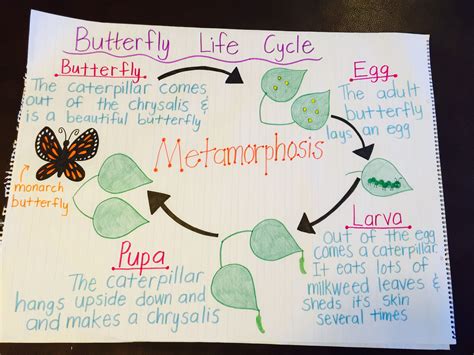 Butterfly Life Cycle Anchor Chart