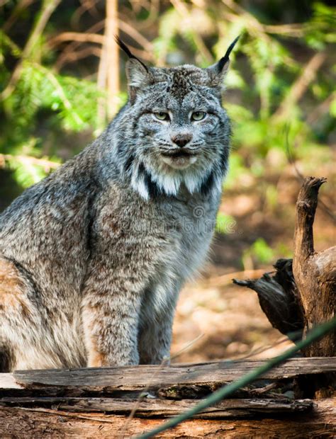 North American Timberwolf Wild Animal Wolf Canine Predator Alpha Stock