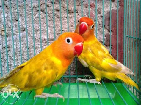 African Lovebirds Eyering Dominant Pied For Sale Philippines Find New And Used African