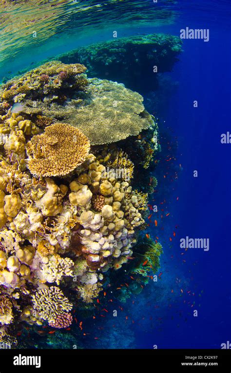 Red Sea Underwater Coral Reef Sea Life Marine Life Ocean Scuba
