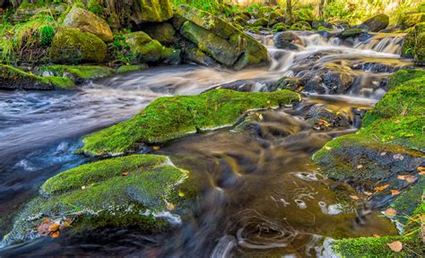 Free Picture Landscape River Water Stream Leaf Nature Moss