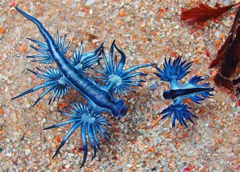 Descubre Todo Sobre El Dragón Azul Un Diminuto Animal Marino Que