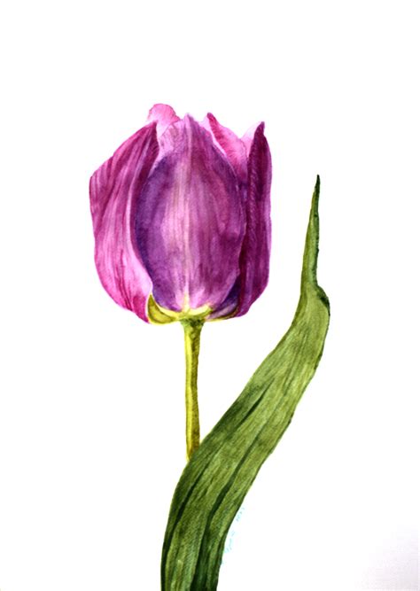 Tulip Painting Original Watercolor Flower Art Floral Artwork Inspire