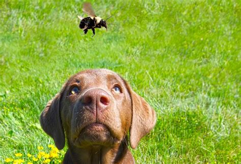 How To Help A Dog Bee Sting