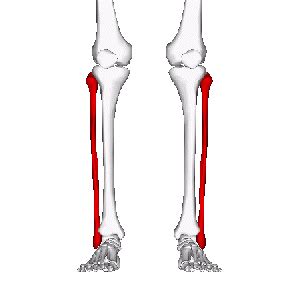 Week leg leg lo1 define leg and describe its relationships to the thigh, popliteal fossa and foot. Fibula - Physiopedia