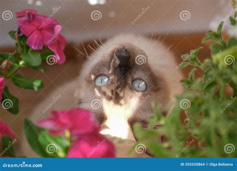 Cute Fluffy Siamese Kitten with Blue Eyes Sits in Pink Flowers Stock