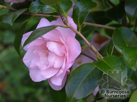Camellia Nuccios Pink Lace From Burncoose Nurseries
