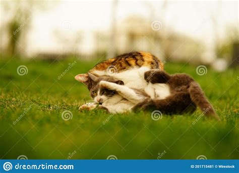 Adorable Cats Playing Together In Green Grassy Field At Sunset Stock Image Image Of Cats