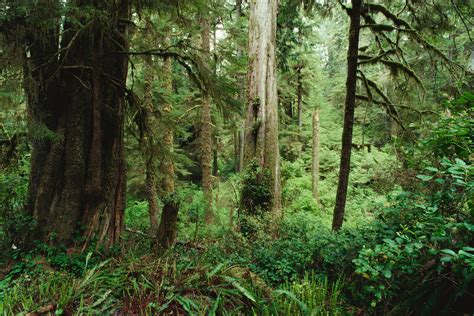 Any drive through a typical neighborhood will reveal hundreds, if not thousands of a balanced fertilizer will also work because you want to encourage both green growth and root development. The Best Fertilizer for a Cedar Tree | Garden Guides
