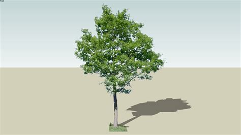 Oak Tree 3 3d Warehouse