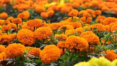 Growing Marigolds How To Plant And Care For Marigolds In Your Garden