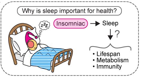 Drosophila Sleep Lifespan And Antioxidants — Balintzkacsoh
