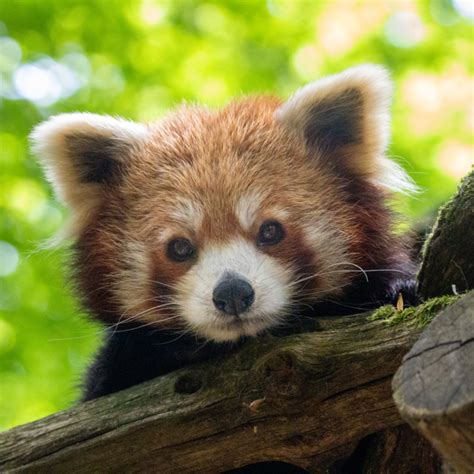 Les Animaux Le Panda Roux Parc Animalier Sainte Croix