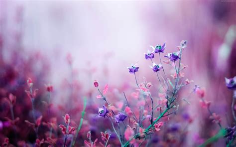 Selective Focus Photography Of Purple Petaled Flower Hd Wallpaper