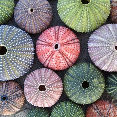 Sea Urchin Shell Sea Shells Sea Urchins Color Textures Colours