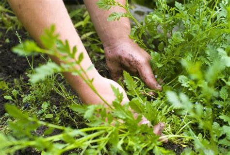 Maybe you would like to learn more about one of these? Fall Landscaping Tips - 6 Things You Should Do Right Now ...