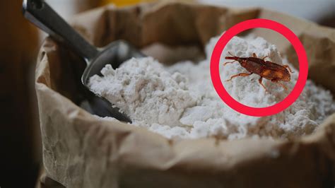 Everyday Kitchen Ingredients To Save Your Flour From Weevils Floura