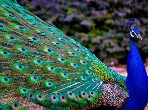 what is your patronus with images peacock pictures peacock photos peacock images