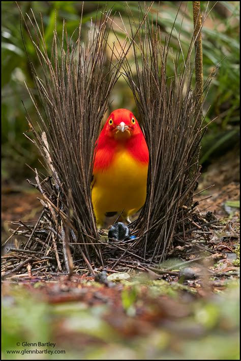 Glenn Bartley Nature Photography Papua New Guinea 2022