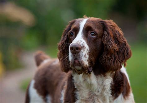 English Springer Spaniel Dog Breed Info Pics And More